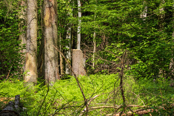 Springtime deciduous forest