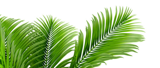 palm leaf isolated on white © D85studio