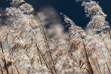 Delicate sunlit reed grasses swaying in soft wind against dark background