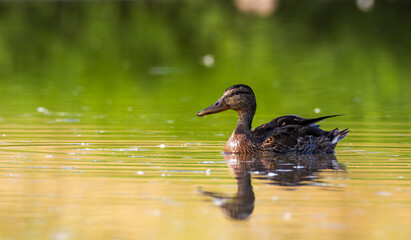 Mallard (Anas platyrhynchos) female during foraging