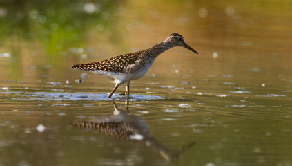 Wild Wood Sandpiper(Tringa glareola) standing in calm marsh water