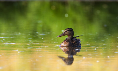 Mallard (Anas platyrhynchos) female during foraging