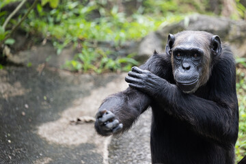 Fototapeta premium 29 December 2025 Malacca Zoo chimpanzee portrait