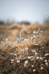 Hoarfrost covered flowers on a meadow in winter
