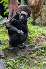 Naklejka premium 29 December 2025 Malacca Zoo chimpanzee portrait