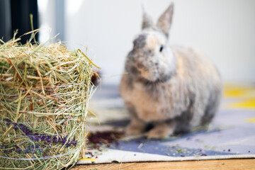 Decorative rabbit eats dry grass, hay. Close-up side view. © Mykola