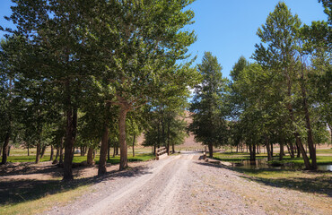 Сountry road through the floodplain poplar grove to thе old wooden bridge over river Kyzylshin. Altai republic.