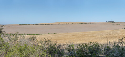 wheat stubbles in agricultural countryside, Hessequa Municipality, South Africa