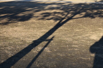 Tree shadows on the ground with quiet empty background