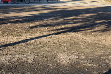 Tree shadows on the ground with quiet empty background