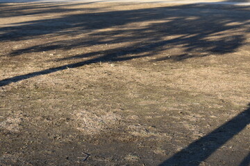 Tree shadows on the ground with quiet empty background