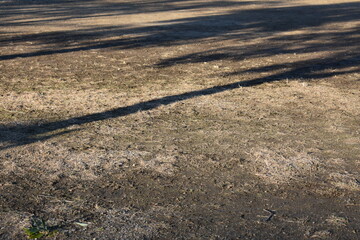 Tree shadows on the ground with quiet empty background