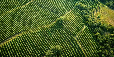 A vast vineyard with rows of green grapevines stretching across the landscape, illuminated by the sun, with a clear blue sky in the background.