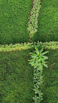 Aerial drone view of a lush green field with four distinct sections separated by rows of smaller plants against a natural background.