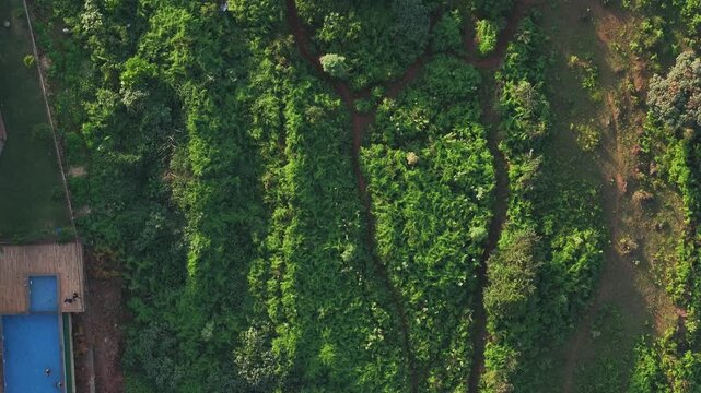Top-down close-up aerial view of farmers working in red soil strawberry fields in Mahabaleshwar, Maharashtra. Rural farm life, agriculture, and green surroundings.
