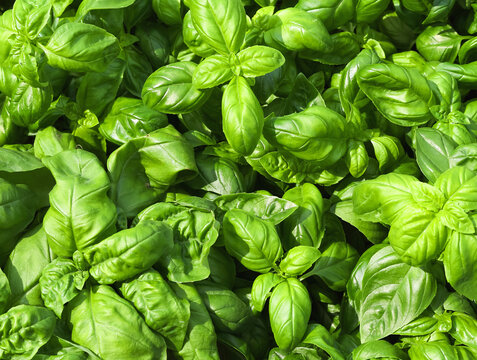 background very fresh green leaves basil in summer