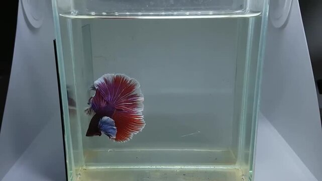 Betta fish male fancy dumbo purple halfmoon long tail from Thailand, Siamese fighting fish on isolated grey background.