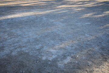 Long Tree Shadows on Empty Park Ground with Natural Copy Space