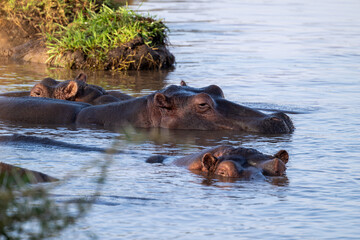 Fototapeta premium The hippopotamus, Hippopotamus amphibius, often shortened to hippo, in the pool