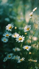 Fototapeta premium White daisies with yellow centers sway in a sunlit meadow. Concept Sunlit Meadow, White Daisies, Yellow-Centered Blooms, Swaying Flowers, Natural Light Photography