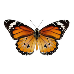 Fototapeta premium A vibrant orange and black Common Tiger Butterfly with fully spread wings and intricate veins, on a transparent background with copy space, concept of natural beauty and precision