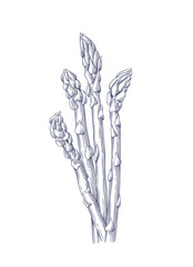 A bundle of green asparagus. Hand drawn botanical vector illustration in engraving style

