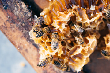 Close-up View of Bees Working on Honeycomb in a Vibrant Hive During a Sunny Afternoon