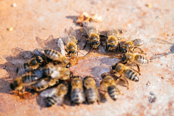 Close-up View of Bees Consuming Honey on a Warm Day in a Garden