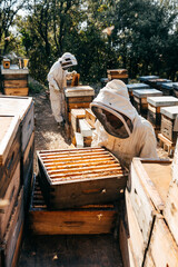 Beekeepers Tending to Hives in a Sunny Apiary During Daytime Harvest Season