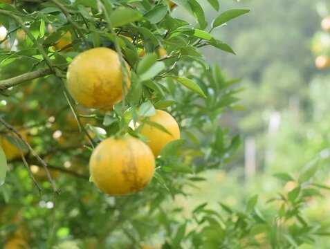 Close-up detail shot of ripe yellow oranges hanging on a tree branch.