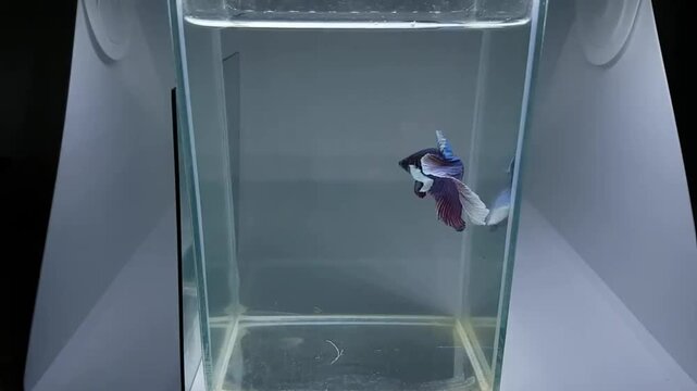 Betta fish male fancy dumbo blue lavender  halfmoon long tail from Thailand, Siamese fighting fish on isolated grey background.