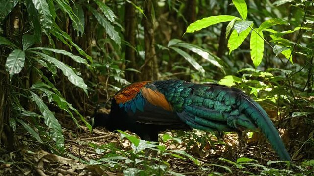 Colorful peacock in a lush habitat
