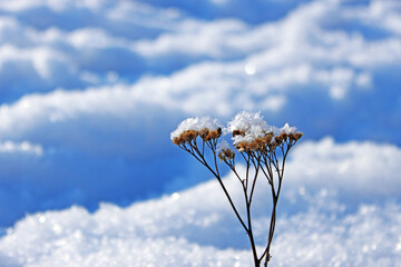 Dried Achillea stem emerging from deep snow — ideal for winter nature, botanical illustration and seasonal content. © Ольга Бошарова