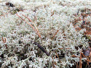 Macro photography of white, mesh-like vegetation with micro-stems of porous volume. White biological space with forested structure. White moss massive landscape textured gray natural background.