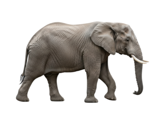 African elephant, gray wrinkled skin, large ears, short tusks, powerful legs mid-stride, isolated on transparent studio background, copy space, walking. Majestic wildlife
