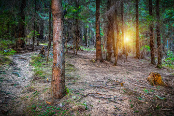 Sunset in beautiful wild forest