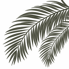 Obraz premium Close up of dark green palm leaf on white background 1