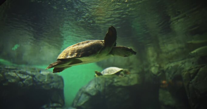 Shanghai, China. Pig-nosed Turtle Swim In Aquarium Side View. Fly River Turtle Pitted-shelled Turtle, And Warrajan. Native To Northern Australia And Southern New Guinea. Pig-nosed Turtles Have Become