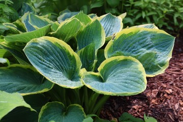 Sunlit garden hosta with large blue-green leaves and irregular yellow margins