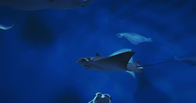 Swim Stingrays Close-up View. Golden Cownose Ray Or Pacific Cownose Ray. Rhinoptera Steindachneri Sea Rays. Ocean Animal, Aquatic Life. Diverse Underwater World
