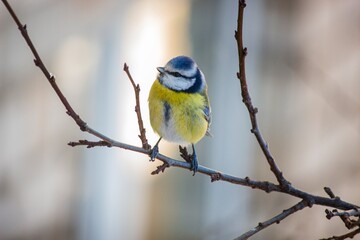 Blue tit on branch closeup