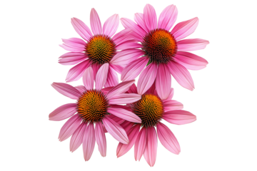 Purple Coneflower Blooms Isolated on Transparent Background