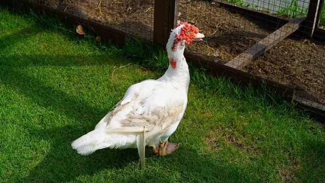 A white Muscovy duck on the grass