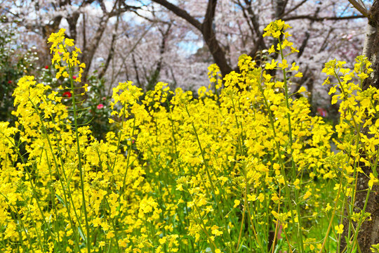 京都　平野神社　さくら苑（桜苑）　美しい桜と菜の花　（日本京都府京都市）Beautiful cherry blossoms and rape blossoms at Sakuraen (Sakura Garden) in Hirano Shrine, Kyoto (Kyoto City, Kyoto Prefecture, Japan)
