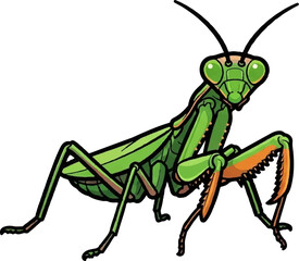 A green praying mantis with orange accents on its front legs, poised on a white background