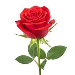 Naklejka premium Single red rose isolated on transparent background
