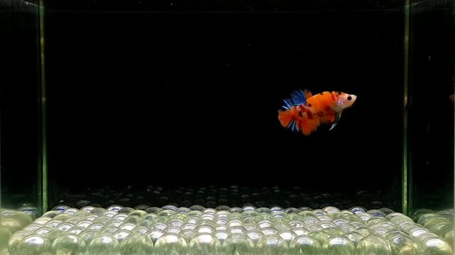 Betta fish male fancy nemo KOI short tail from Thailand, Siamese fighting fish on isolated black background.