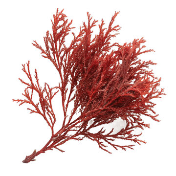 Irish Moss