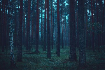 Dark forest of tall trees in dusky blue light
