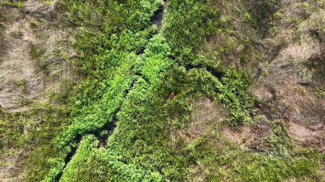 Drone footage capturing a close-up aerial view of bright green algae or moss forming patchy patterns and channels across a marshland in Charleston South Carolina